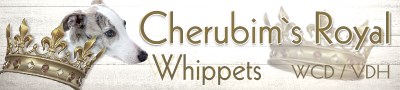 Cherubim_Royal_Whippet_Link_Banner